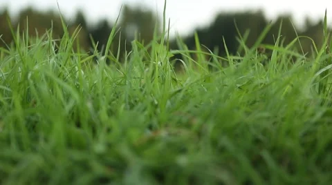 Grassland part 8 of 23 Stock Footage 45495598