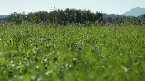 Grassland part 9 of 23 Stock Footage 45494538
