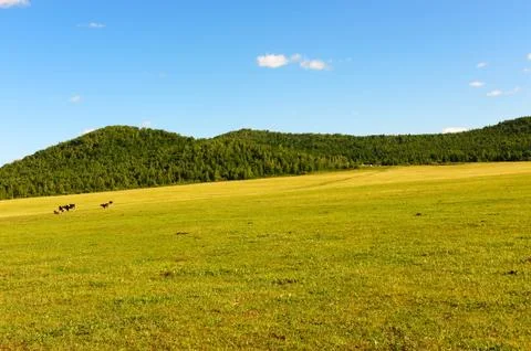 Grassland Stock Photos