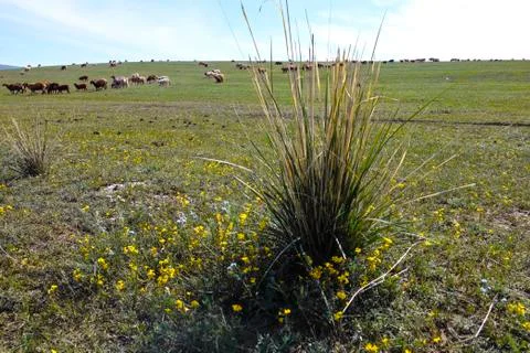 Grassland Foto stock