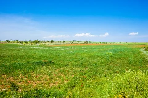 Grassland Stock Photos