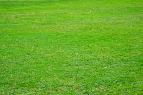 Grassland Stock Photos