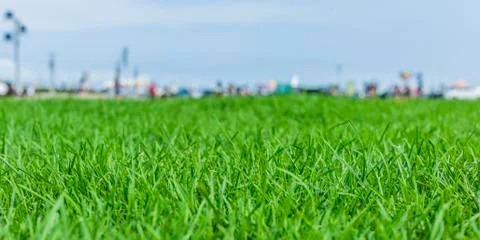 Grassland Stock Photos