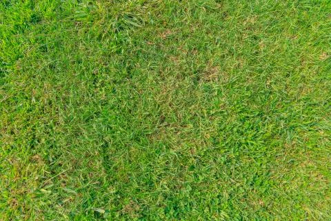 Grassland Stock Photos