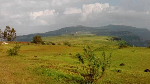 Grassland 写真素材