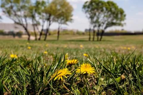 Grassland in spring Foto stock