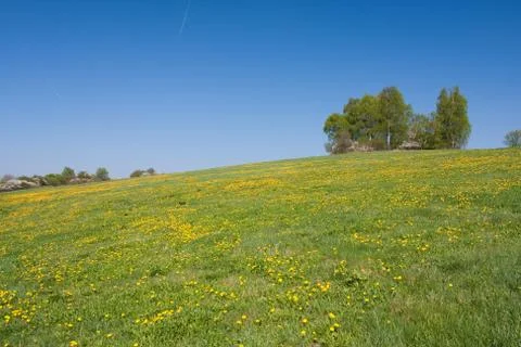 Grassland in the springtime Stock Photos