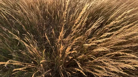 Grassland In Summer Stock Footage 200844407