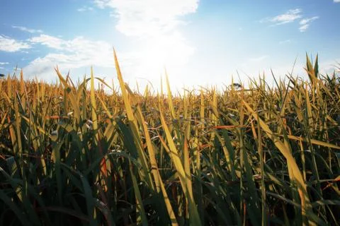 Grassland with the sunset. Stock Photos