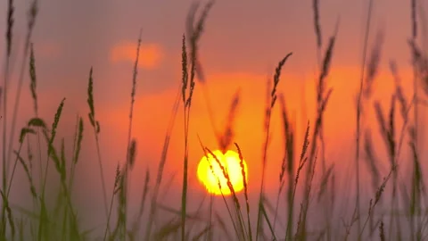 Grassland on sunset sky and clouds background of rural or countryside Stock Footage 179579870