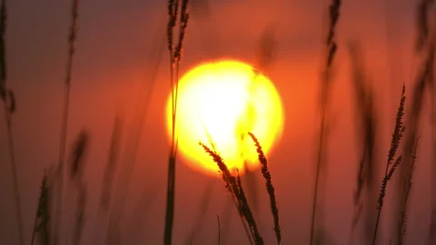 Grassland on sunset sky and clouds background of rural or countryside 動画素材 179604181