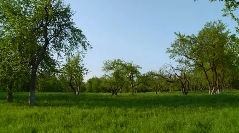 Grassland with trees Stock Footage 904528
