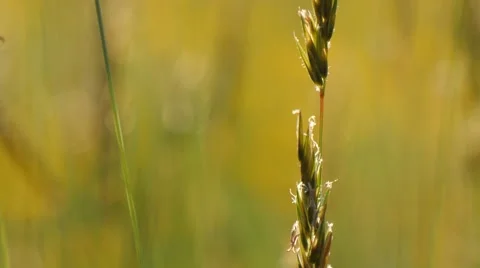 Grassland waving in the wind with focus pull Stock Footage