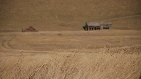Grassland, wind in grass with abandoned building in background, 4k Stock Footage 165703755
