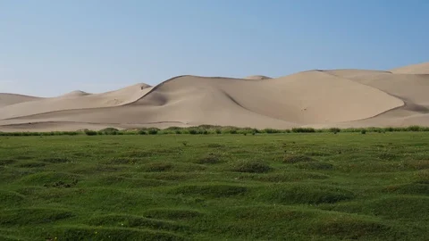 Grasslands with dunes in background Stock Footage 88516881