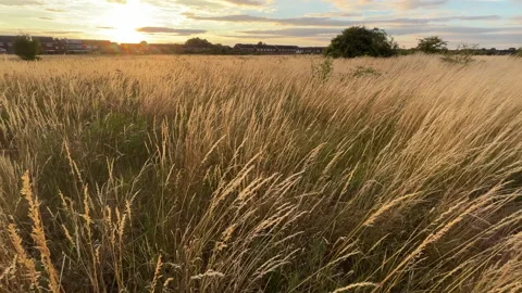 Grasslands In A English Summer Stock Footage 200914407