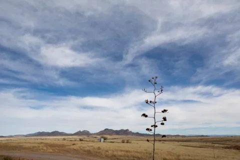 Grasslands lower third with lots of sky above plant rising up in frame Stock Photos