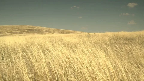 Grasslands with Pan Stock Footage 78942339