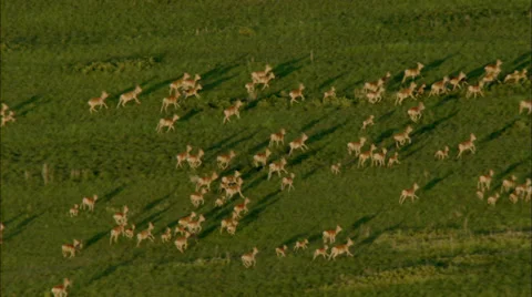 Grasslands Plain Prairie Deer Stock Footage 38134406