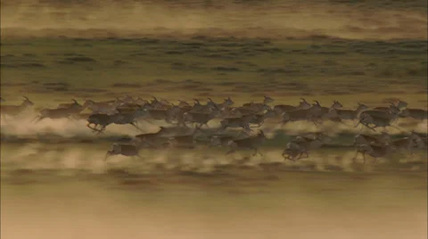 Grasslands Plain Prairie Deer Video stock 38138129