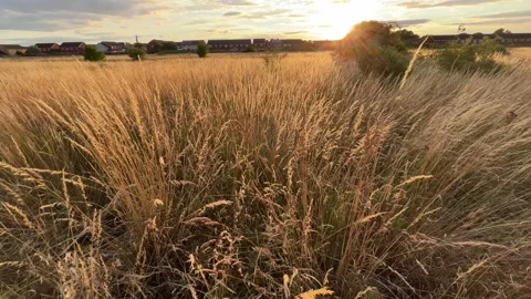 Grasslands Summer Stock Footage 200913669