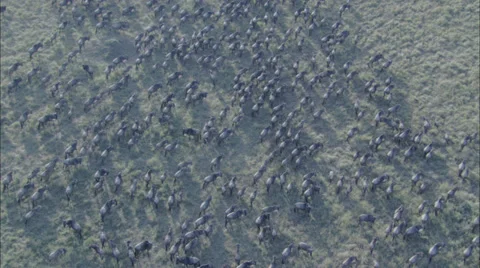 Grasslands Wildebeest Stock Footage 38094574