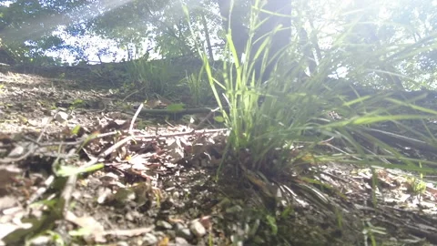 GRASSPATCHLENSFLARE Stock Footage 194861148