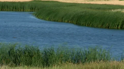 GrassPond3zoom-2011 Stock Footage 8570352