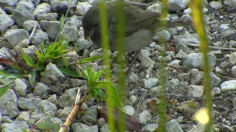 Grassquit feeding on ground Stock-Footage 70117593