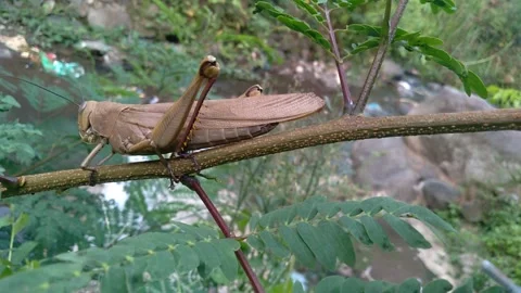 GRASSSHOPPER Stock Footage 255927071