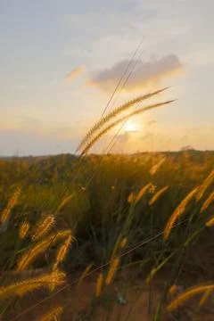 Grass,On,The,Side,Of,The,Road,At,Sunset Stock Photos