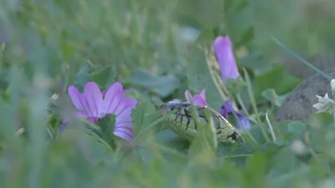 Grasssnake close up of head Stock Footage 297643337