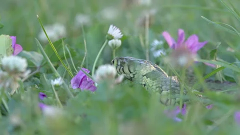 Grasssnake close up in meadow Stock Footage 297643530