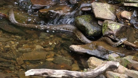 Grasssnake Natrix natrix moves slowly upstream through shallow water Stock Footage 82666851