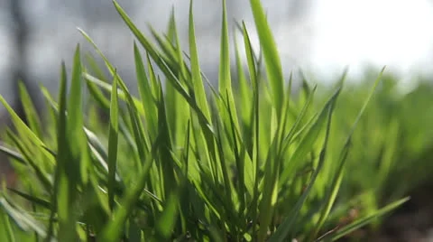 GrassThe grass in the wind, the low camera angle. Video stock 22674750