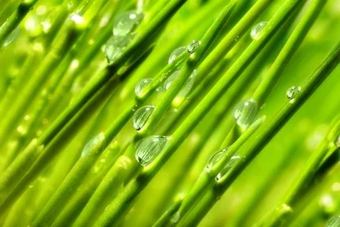 Grass,Water, Drop, Stock Photos
