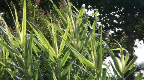 GrassWind (P5) Stock Footage 498831
