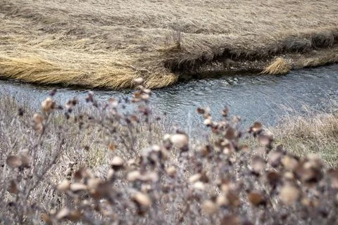 Grassy Area with Flowing Stream Stock Photos