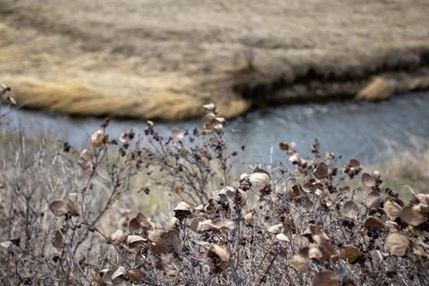 Grassy Area with Flowing Stream Stock Photos