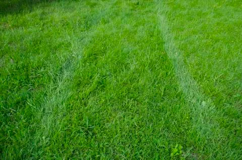 Grassy background Stock Photos