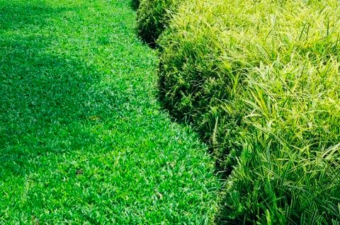 Grassy Background Stock Photos