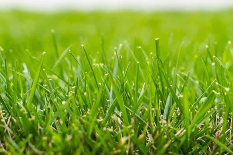 Grassy Background Texture Stock Photos
