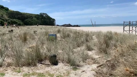 Grassy Beach Stock Footage 143211530