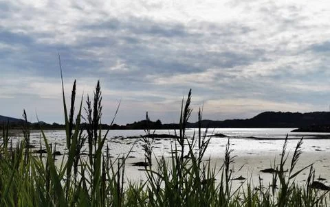Grassy Beach Stock Photos