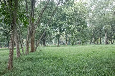 Grassy Clearing Between Mature Trees in a Quiet Woodland Park Stock Photos