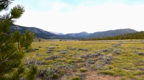 Grassy Clearing in a Pine Forest Video stock 38841826