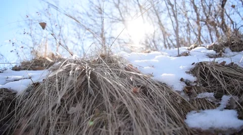 Grassy cliff with sun and scrub oaks Stock Footage 50184087