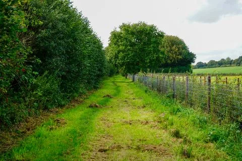 Grassy country path between trees and fields Stock Photos