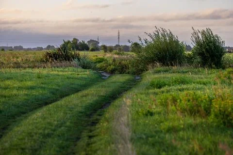 A grassy dirt road winds through lush green summer fields with wild bushes .. Stock Photos