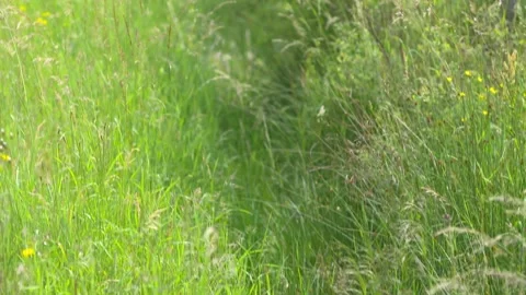 A Grassy Ditch on the Side of a Road Stock Footage 325351849